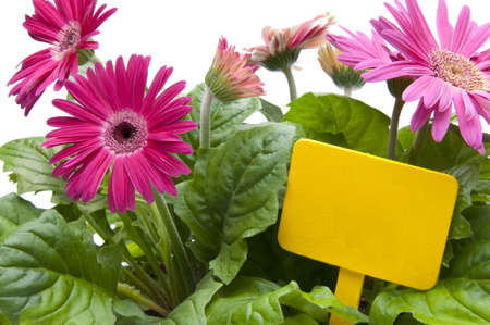 A grouping of Spring daisies in various shades of pink with a bright yellow blank sign / garden stake.  Isolated on a white background.  の写真素材