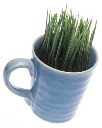 Grass growing from a coffee mug isolated on whiteの写真素材
