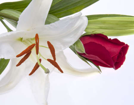 Rose and Lily image useful for Spring, Valentines Day, Mothers Day, Nature themes.の写真素材