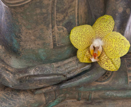 Hands of a serene Buddha with a yellow Orchid flower.の写真素材