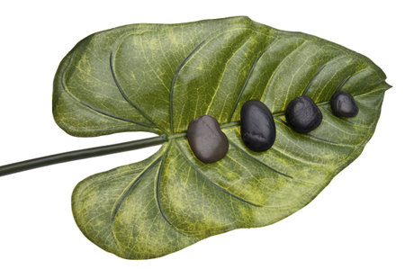 Zen Stones on a Tropical Leaf.の写真素材