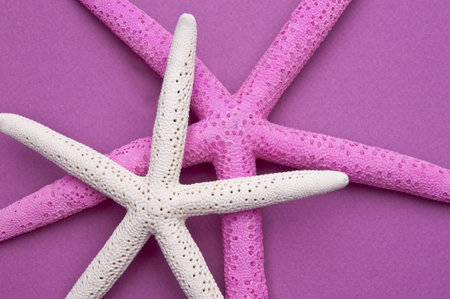 Background image of a pair of starfish on a purple background.の写真素材