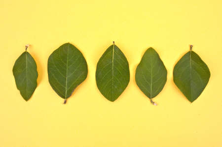 Natural Plant Leaves on a Bright Vibrant Yellow Studio Background.の写真素材