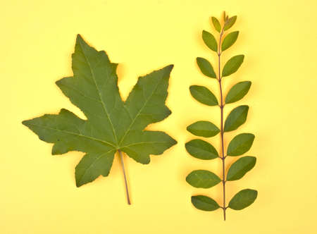 Natural Plant Leaves on a Bright Vibrant Yellow Studio Background.の写真素材