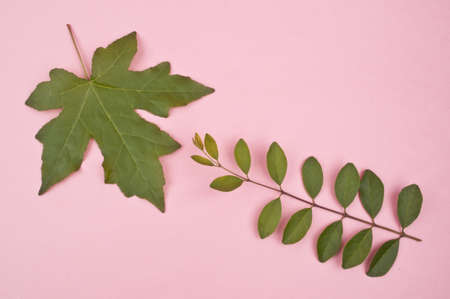Natural Plant Leaves on a Bright Vibrant Pink Studio Background.の写真素材