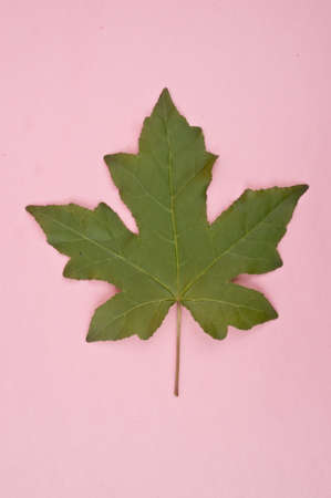 Natural Plant Leaves on a Bright Vibrant Pink Studio Background.の写真素材
