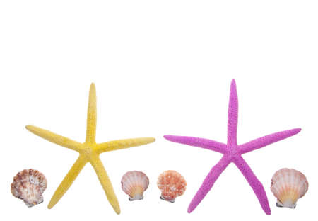 Shell and Starfish Border の写真素材