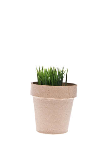 Green Grass Grows from a Cardboard Pot.  Isolated on White.の写真素材