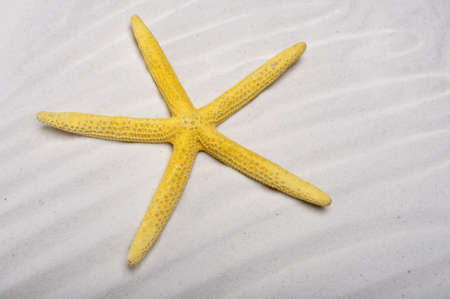 Beach Background with a Vibrant Starfish and Copy Space.の写真素材