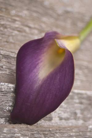 Purple Calla Lily on a Rustic Old Piece of Wood.の写真素材