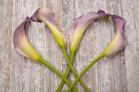Purple Calla Lily on a Rustic Old Piece of Wood.の写真素材