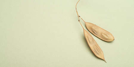 Pair of Dried Seed Pods on a Soft Green Background.の写真素材