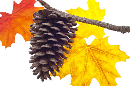 Pine Cone and Fall Leaves Isolated on White.の写真素材