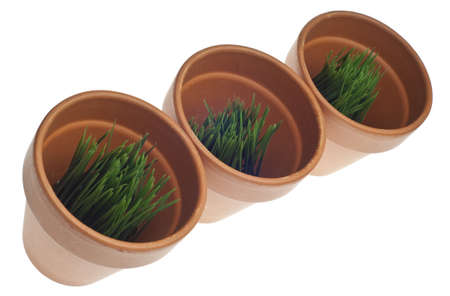 Green Grass in Clay Pots Isolated on White withの写真素材