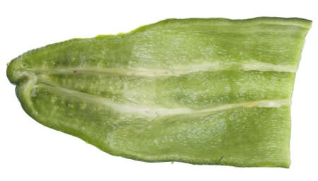 Fresh Spicy Anahiem Pepper Isolated on White の写真素材