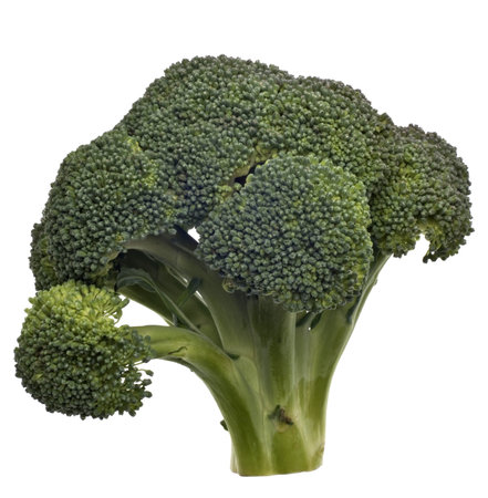 Fresh Green Broccoli Stalk Isolated on White