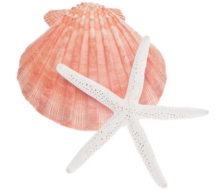 Scallop Shell and Starfish Isolated on White 