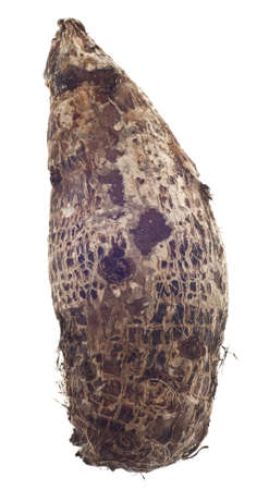 Taro Root Yam Vegetable Isolated on White with a Clipping Path.の写真素材