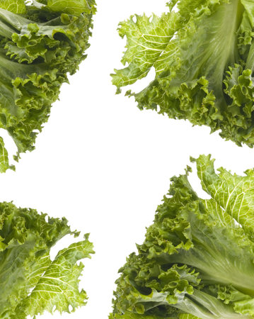 Fresh Lettuce Background with White Copy Space.
