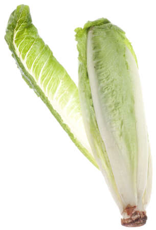 Romaine Lettuce Isolated on White with a Clipping Path.の写真素材
