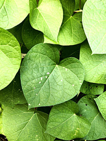 Green vine leavesの素材