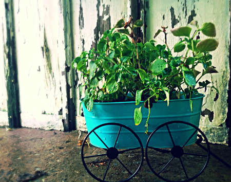 Rainy day flowersの素材