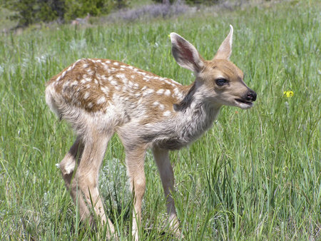 Fawn looking aroundの写真素材