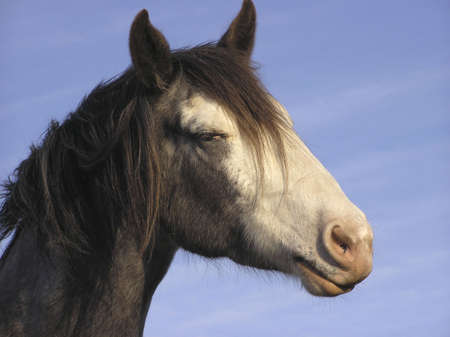 Horse sleeping on feetの写真素材