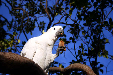 a sulphur crested cockatoo - cacatua galerita - in a tree against a clear blue sky.の写真素材