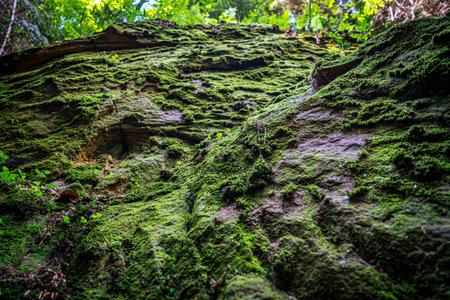 Moss and other flora on the rocks of the Witches' Ravine located on the northern slopes of SkaÅ‚a...