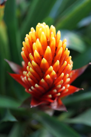 Fire coloured flowerの写真素材