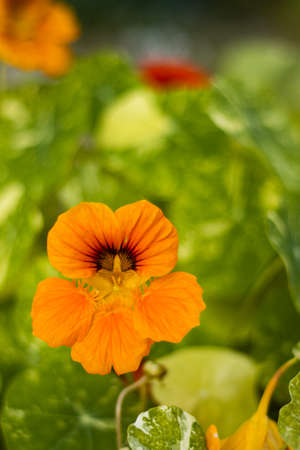 Orange Pansy closeupの写真素材