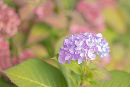 Soft Hydrangea Flowerの写真素材