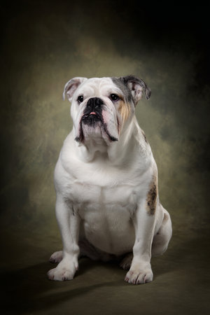 Studio shot of an adorable English Bulldog sitting on dark background.の素材