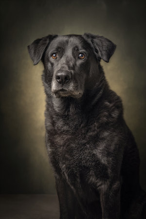 Black Labrador Retriever dog portrait on dark background, studio shotの素材