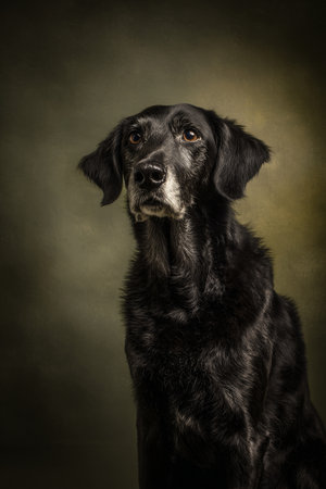 Portrait of a black dog on a dark background. Studio shot.の素材