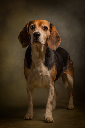 Portrait of a Beagle dog on dark background. Studio shot.の素材