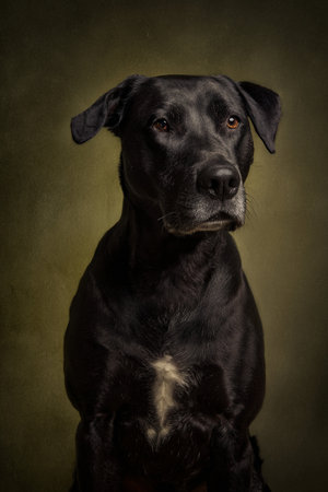 Studio portrait of a black Labrador retriever sitting on a green backgroundの素材