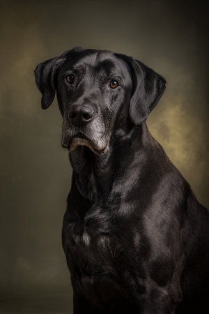 Studio portrait of a black Labrador Retriever on a dark backgroundの素材