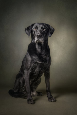 Black Labrador Retriever sitting on a dark background, studio shotの素材