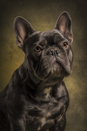 Portrait of a french bulldog on a dark brown background.の素材