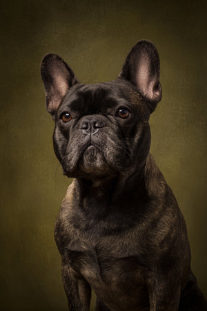 Portrait of a french bulldog on a dark green background.の素材