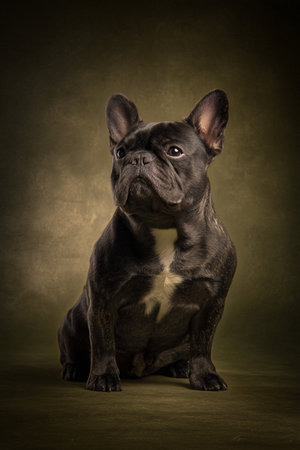 French bulldog sitting on a dark brown background. Studio shot.の素材