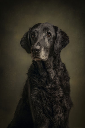 Portrait of a black dog on a dark background. Studio shot.の素材