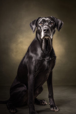 Studio shot of a black Labrador Retriever sitting on dark background.の素材