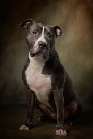 American Staffordshire Terrier portrait on dark background. Studio shot.の素材