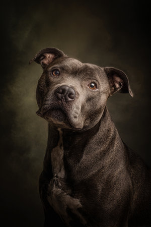 American Staffordshire Terrier portrait on a dark background. Studio shot.の素材