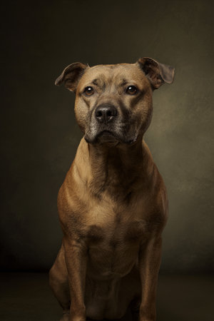 Studio shot of an American Staffordshire Terrier sitting on dark background.の素材