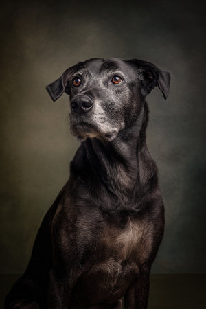 Studio portrait of a mixed breed dog on a dark background with smoke.の素材