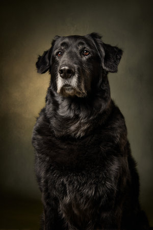 Studio portrait of a black Labrador retriever dog on dark background.の素材